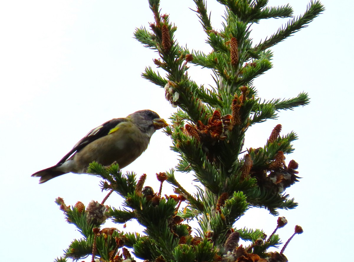 Evening Grosbeak - ML642727002