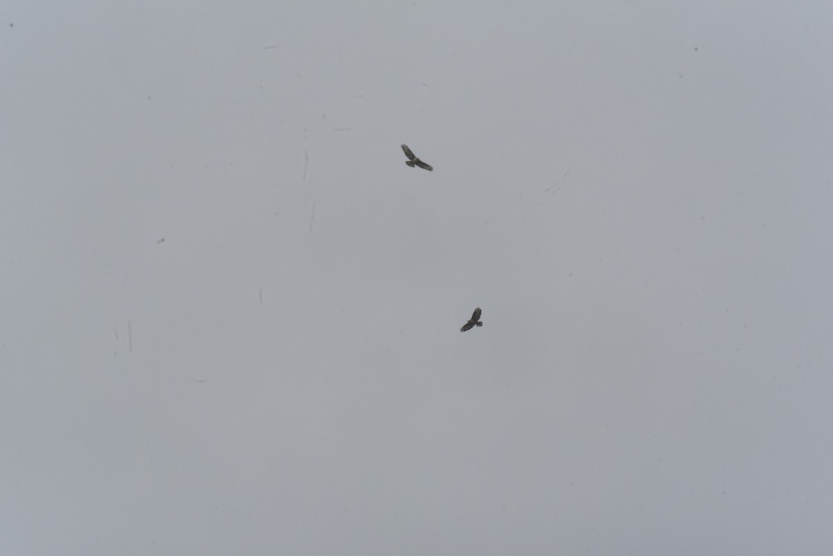 Common Buzzard - ML642727004