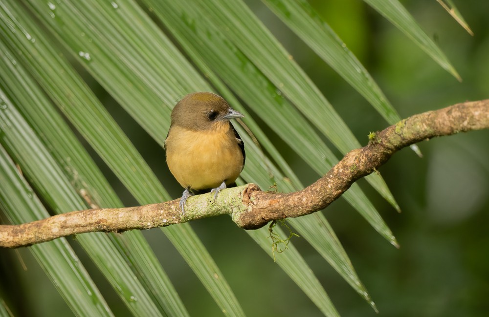 Black-goggled Tanager - ML642727011