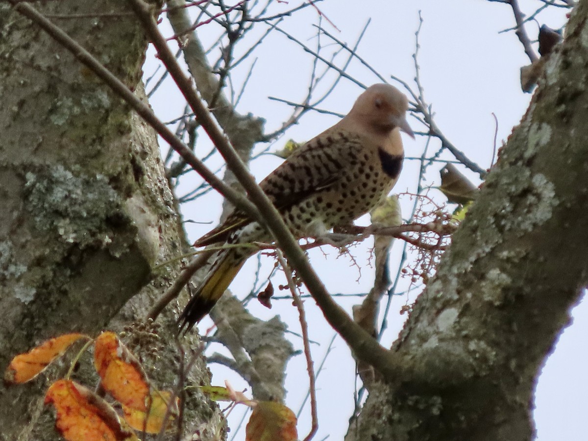 Northern Flicker - ML642727071