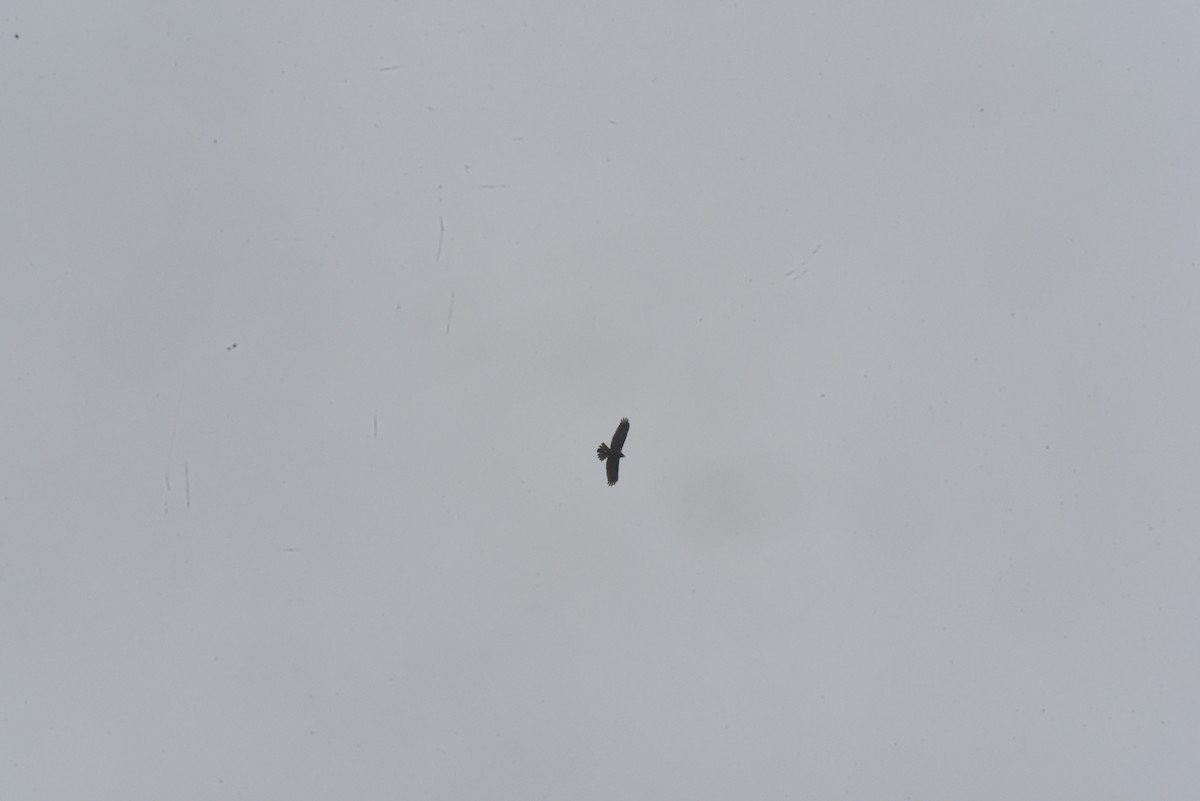 Western Marsh Harrier - ML642727086