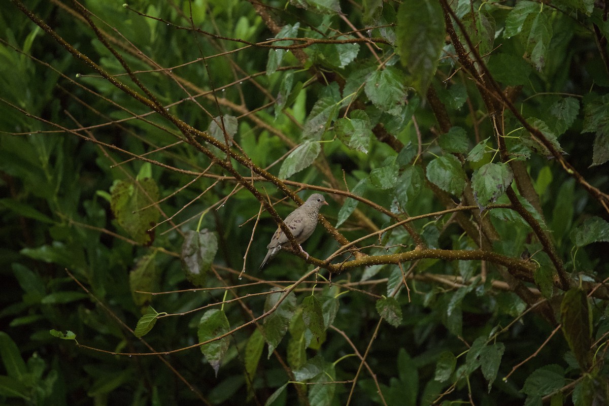 Common Ground Dove - ML642727094