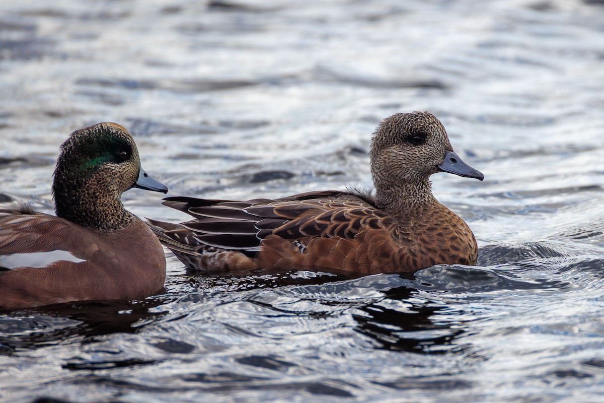 American Wigeon - ML642727103
