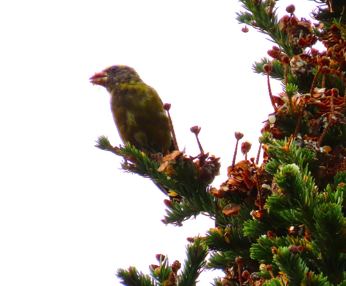 Evening Grosbeak - ML642727104