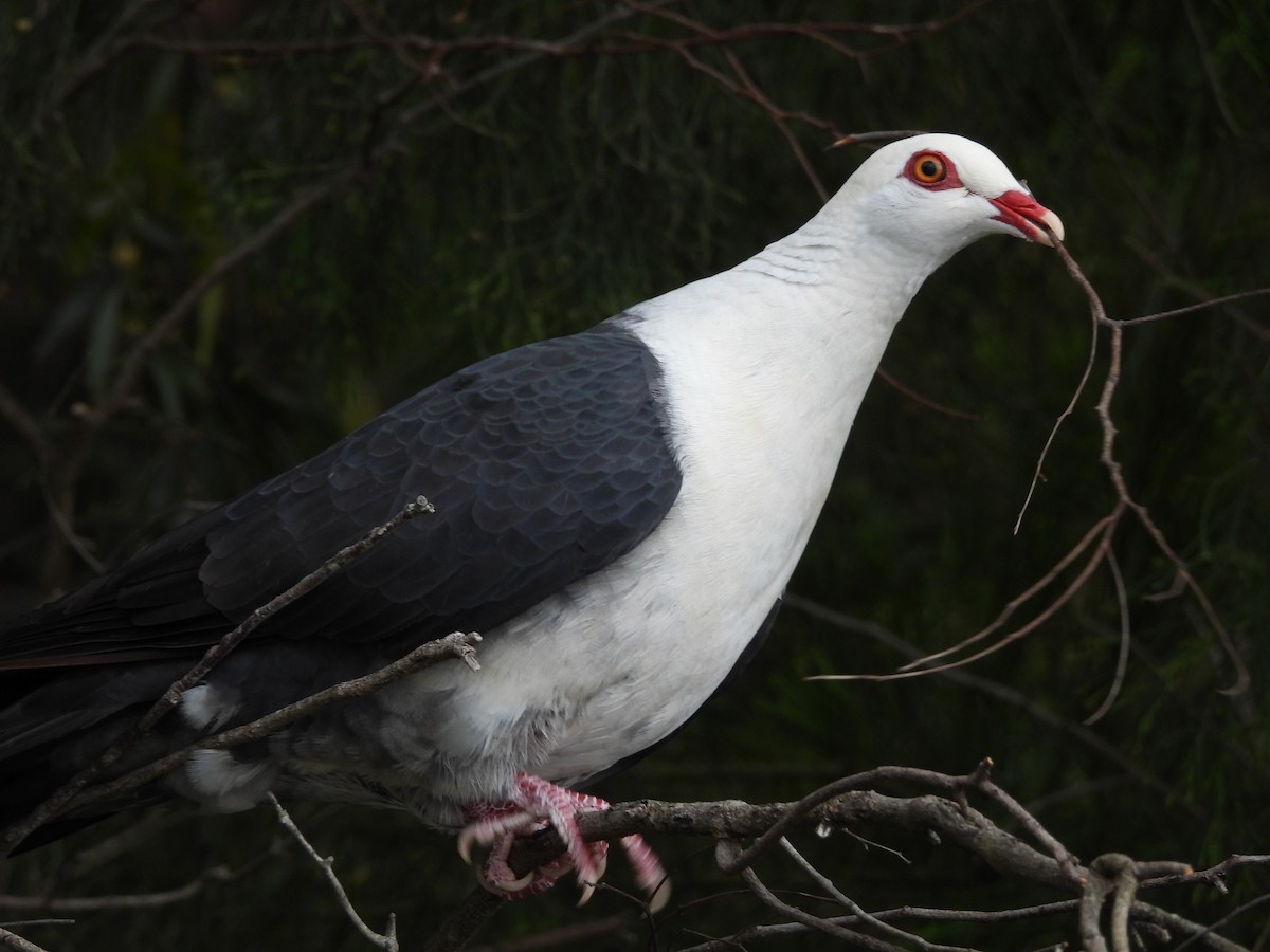 White-headed Pigeon - ML642727110