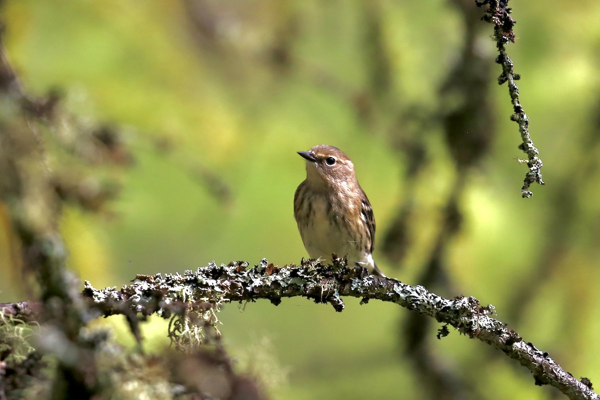Yellow-rumped Warbler (Myrtle) - ML642727130