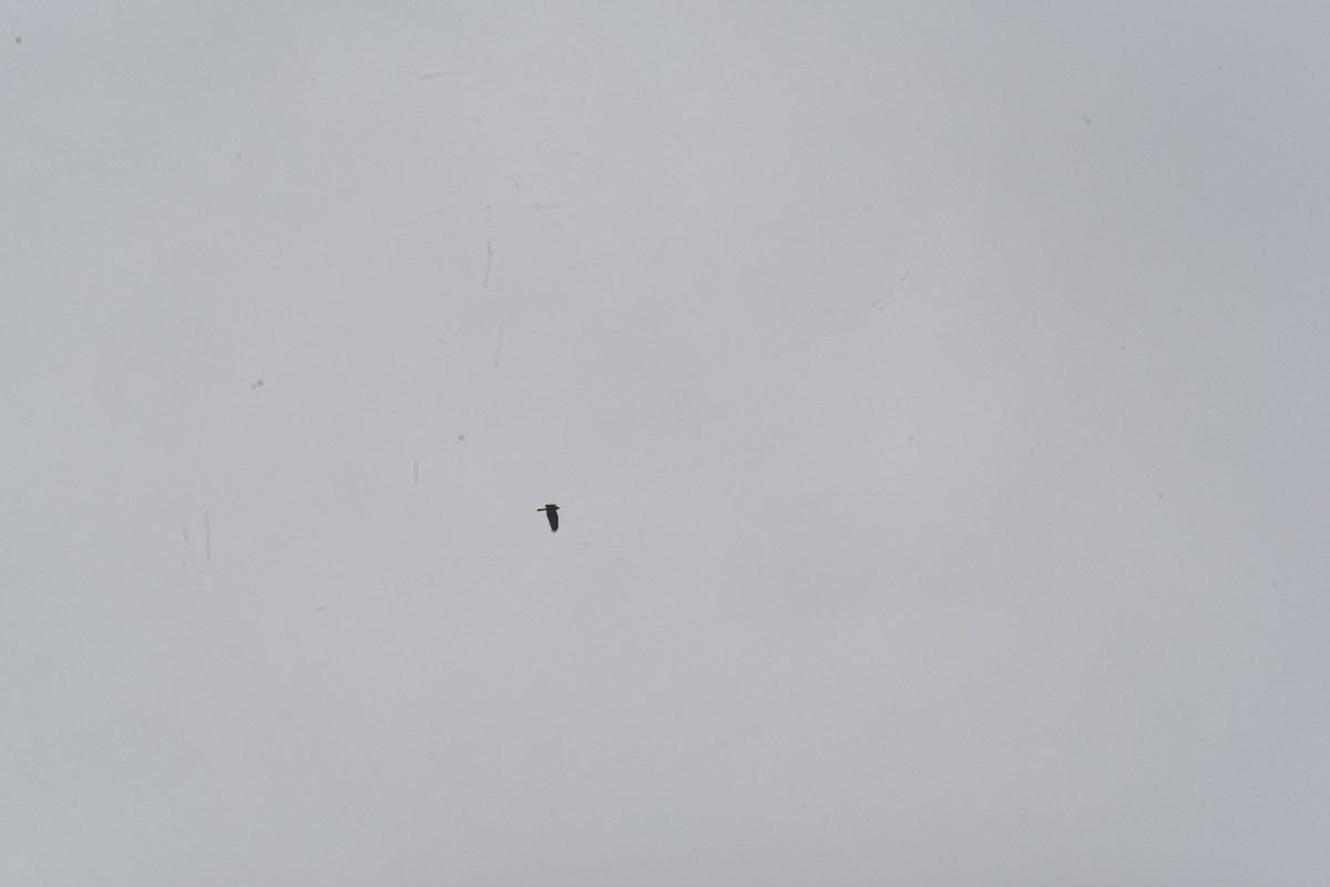 Western Marsh Harrier - ML642727138