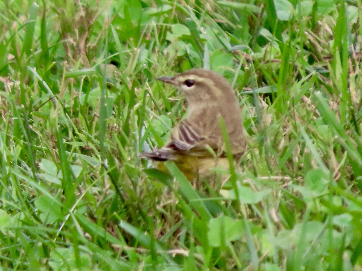 Palm Warbler - ML642727172