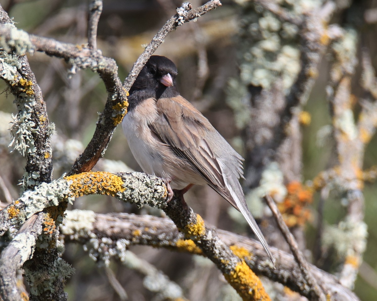 Dark-eyed Junco - ML642727204