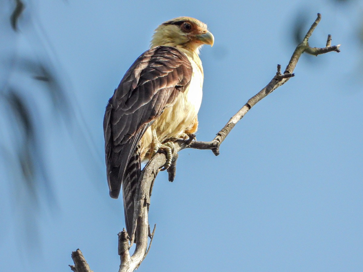 Yellow-headed Caracara - ML642727209