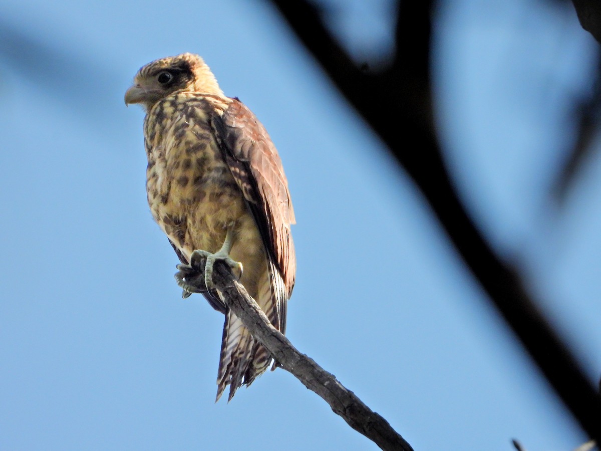 Yellow-headed Caracara - ML642727210