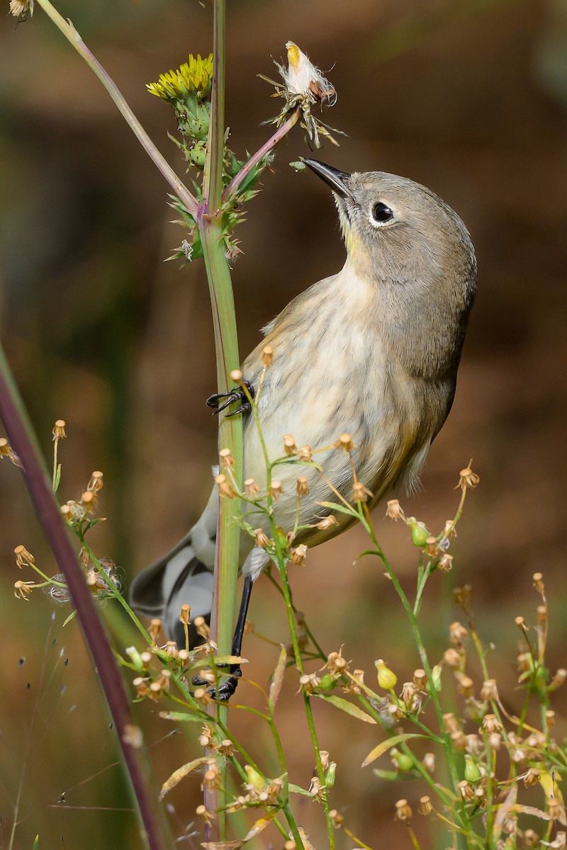 Yellow-rumped Warbler - ML642727244