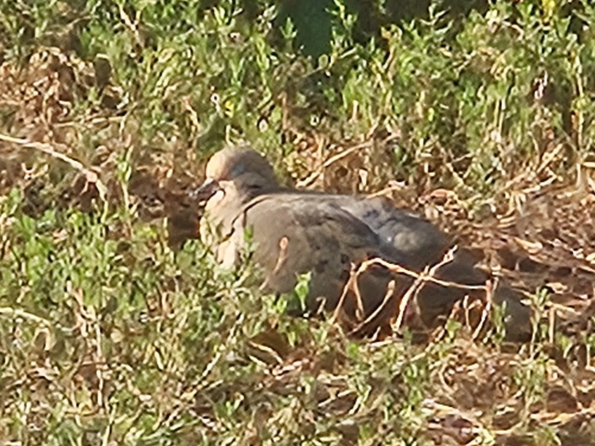 Mourning Dove - ML642727256