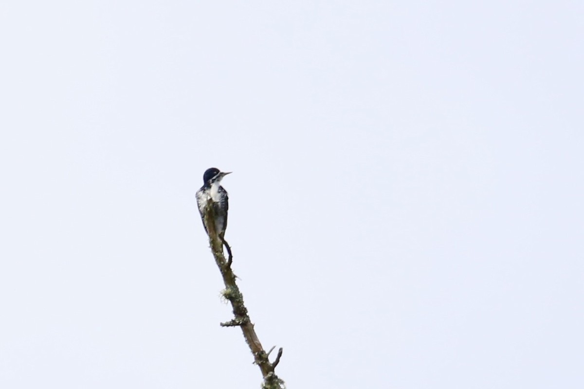 Black-backed Woodpecker - ML642727259