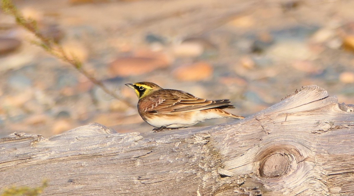 Horned Lark - ML642727291