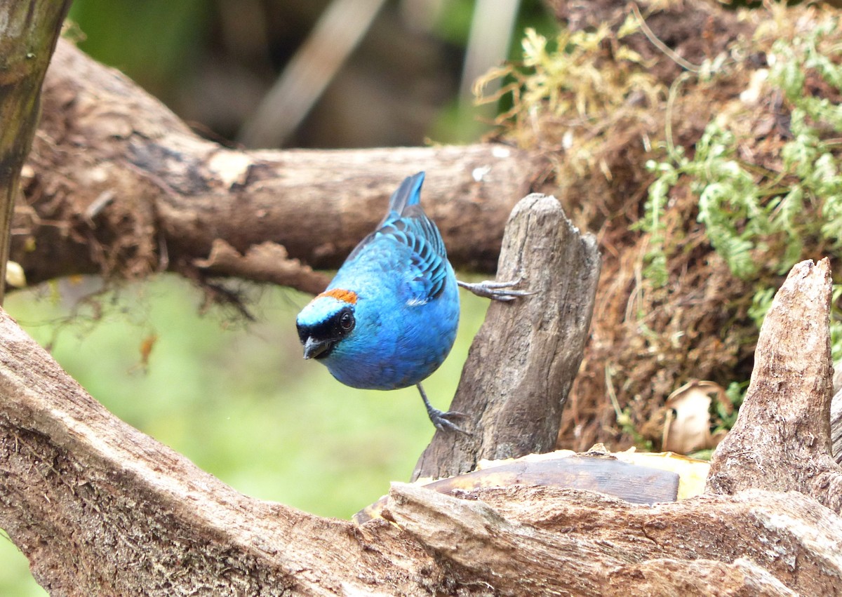 Golden-naped Tanager - ML642727306
