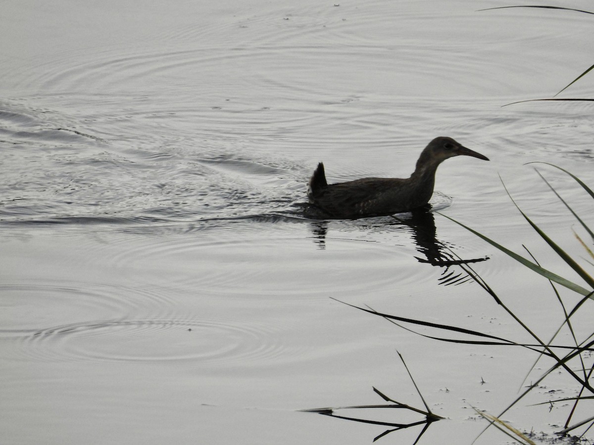 Clapper Rail - ML642727344