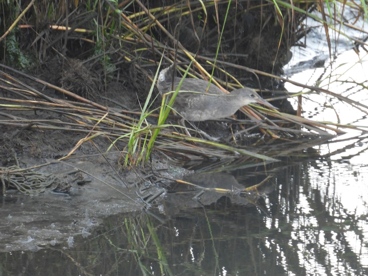 Clapper Rail - ML642727345