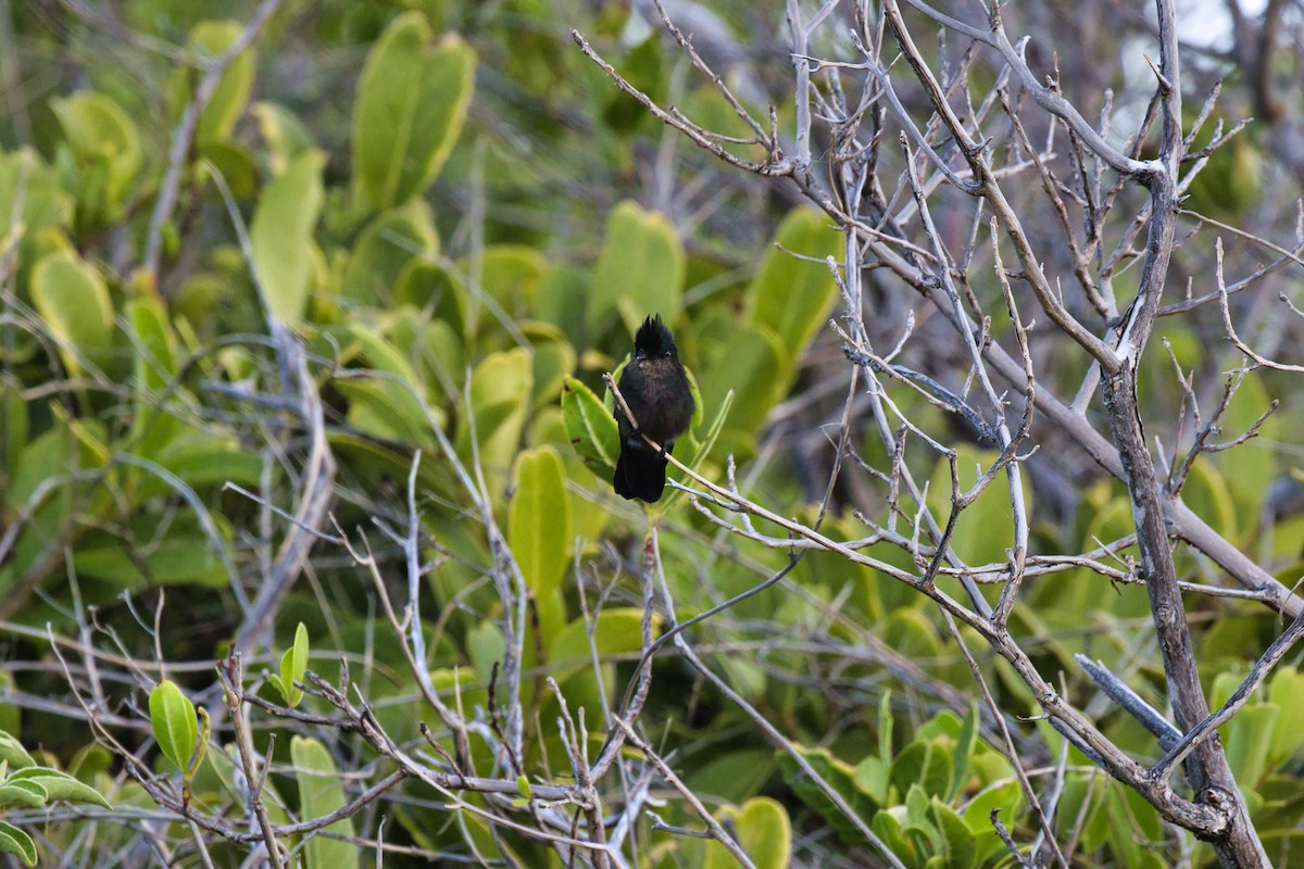 Antillean Crested Hummingbird - ML642727347