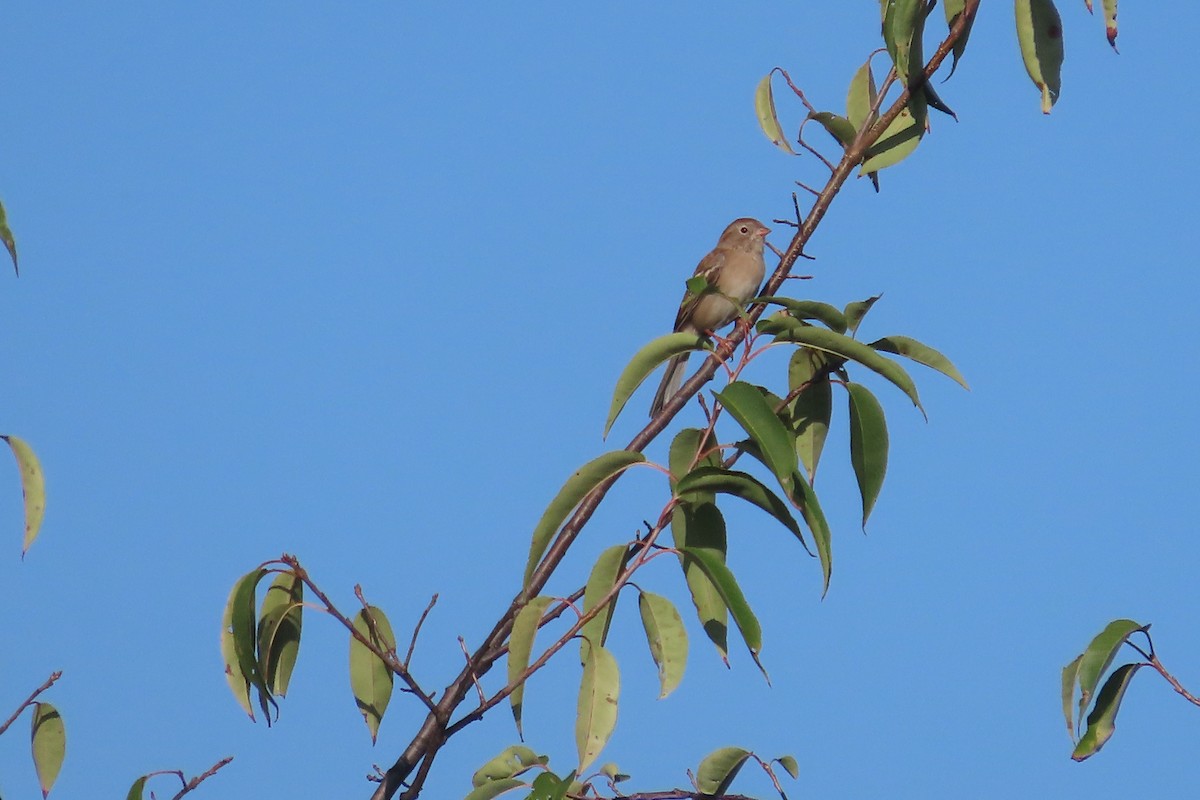 Field Sparrow - ML642727352