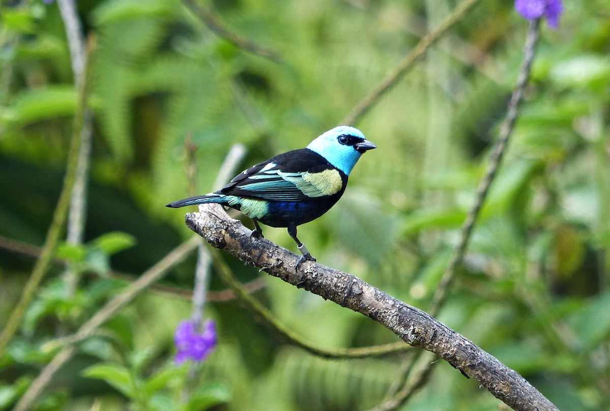 Blue-necked Tanager - ML642727370