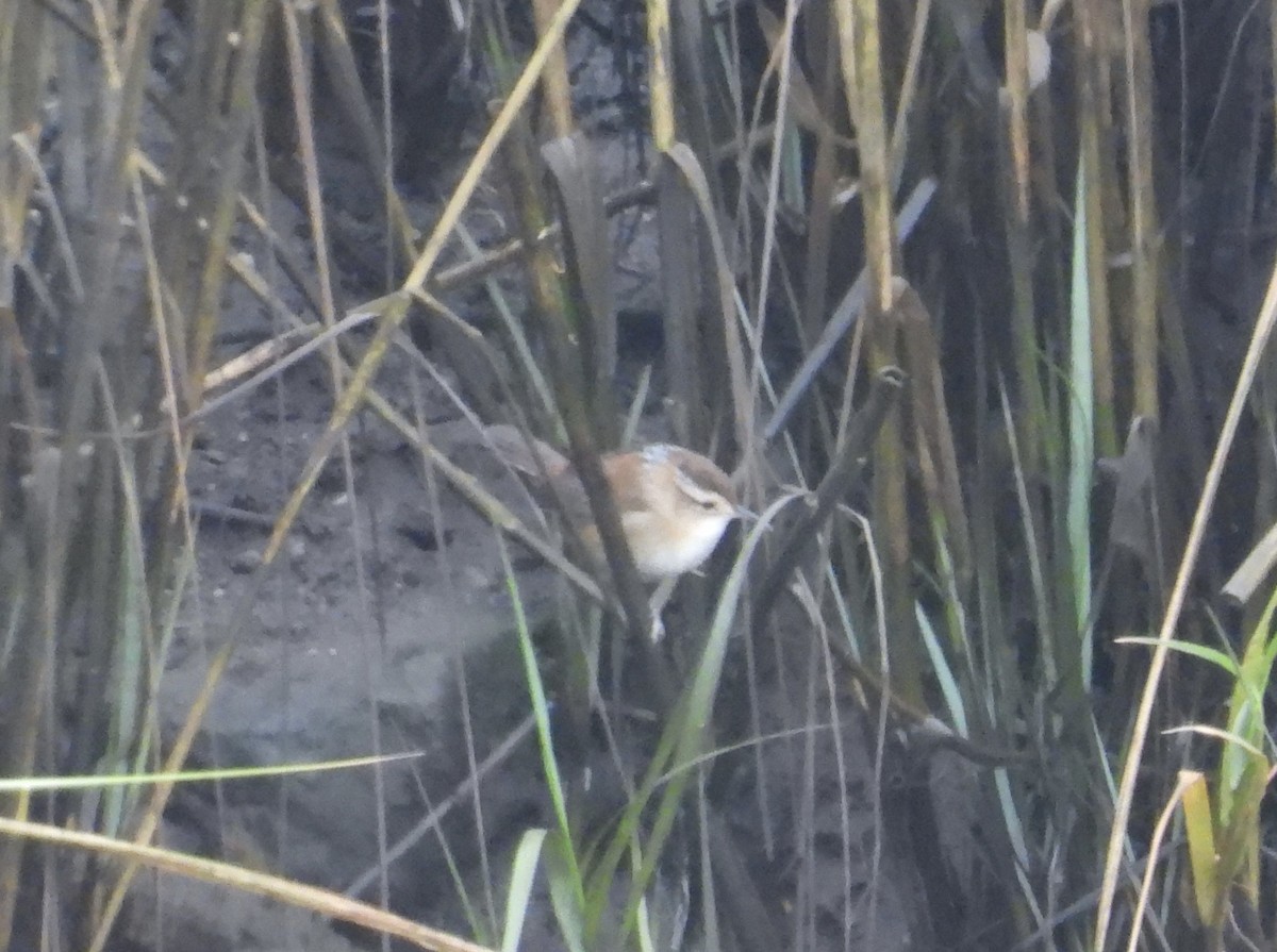 Marsh Wren - ML642727374