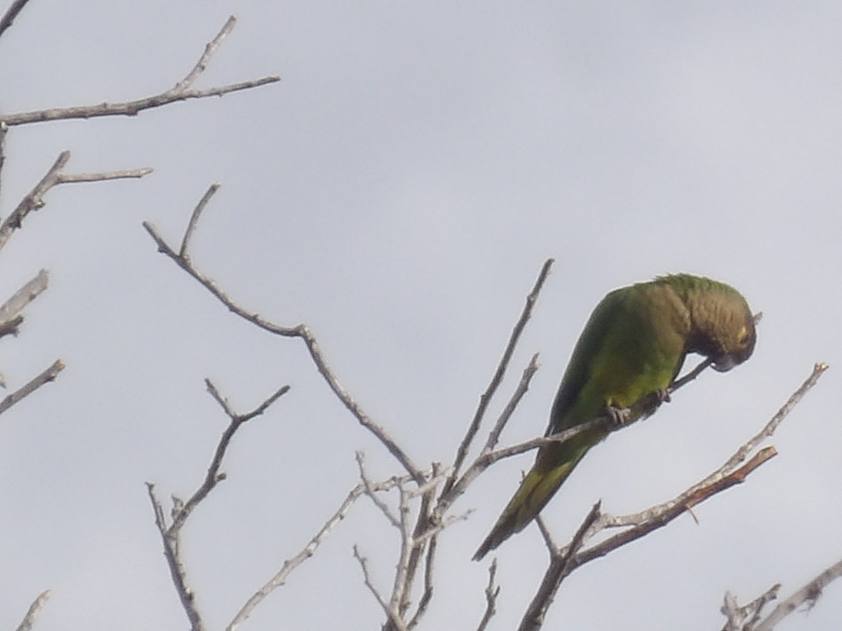 Brown-throated Parakeet (Brown-throated) - ML642727377