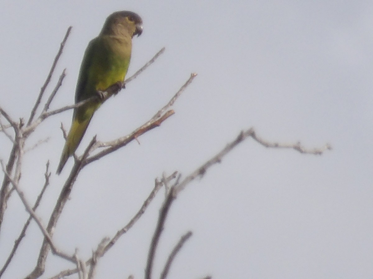 Brown-throated Parakeet (Brown-throated) - ML642727379