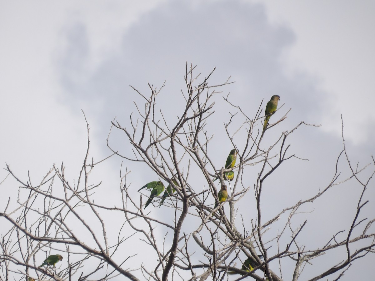 Brown-throated Parakeet (Brown-throated) - ML642727380