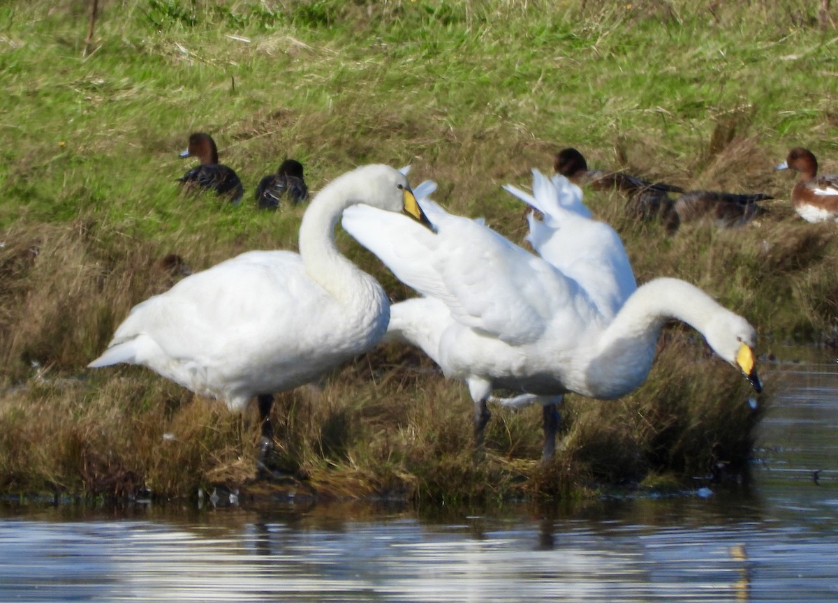 Whooper Swan - ML642727381