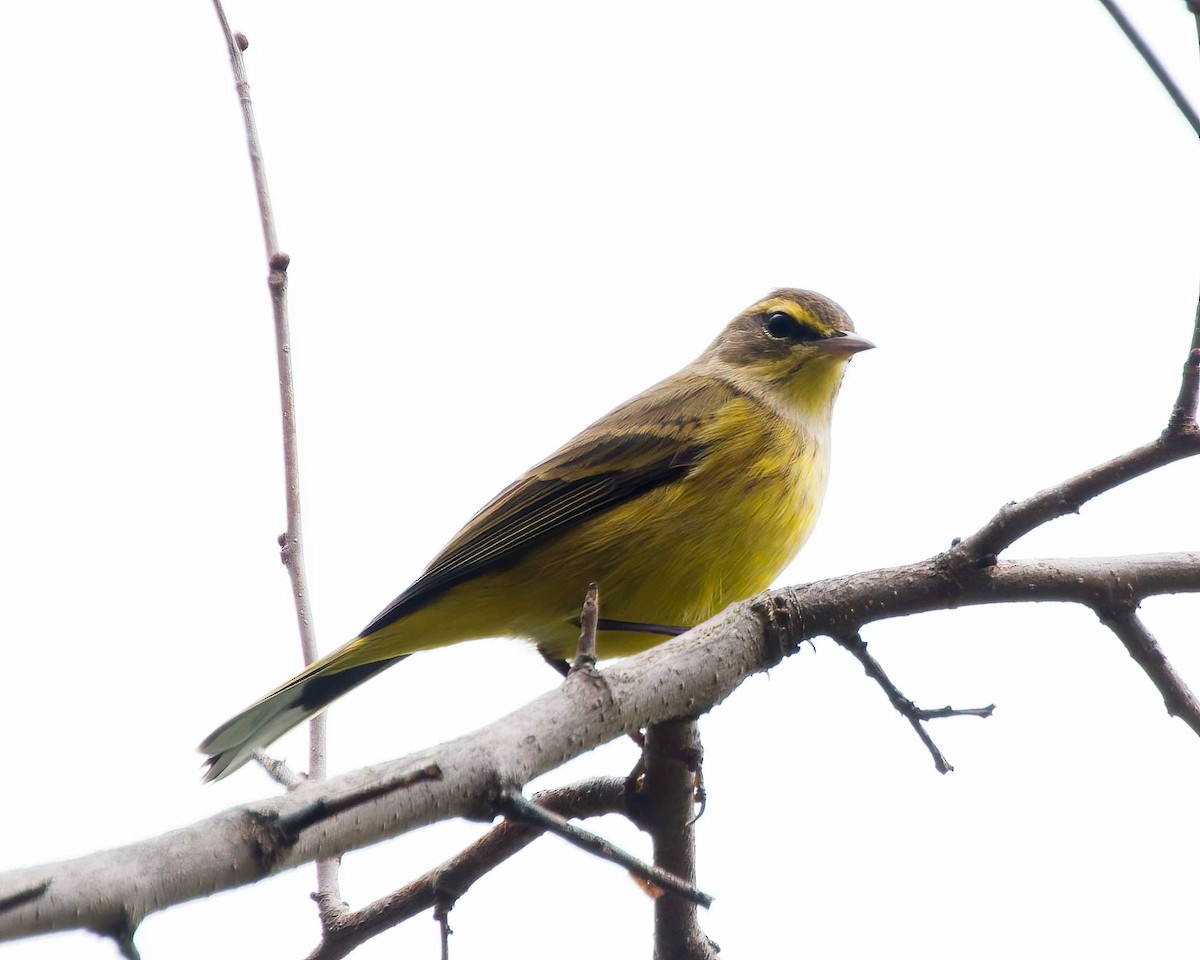 Palm Warbler - ML642727450
