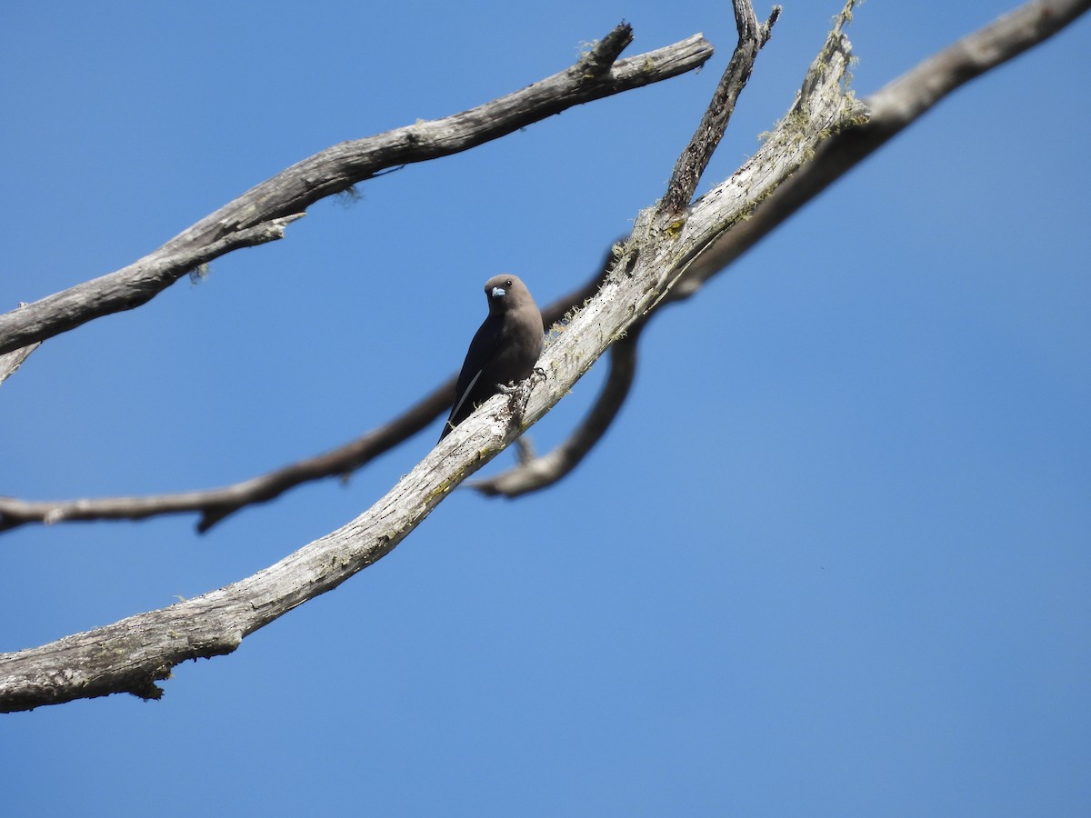 Dusky Woodswallow - ML642727453