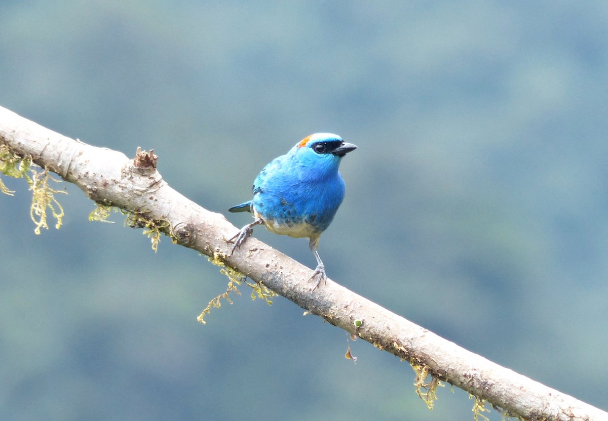 Golden-naped Tanager - ML642727484