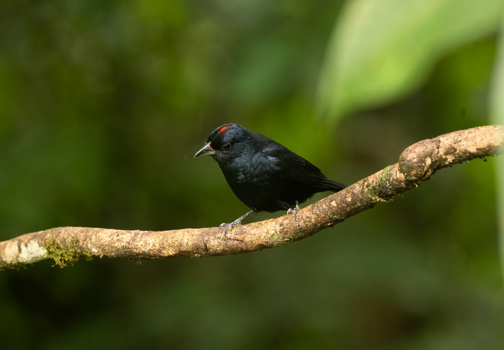 Ruby-crowned Tanager - ML642727486