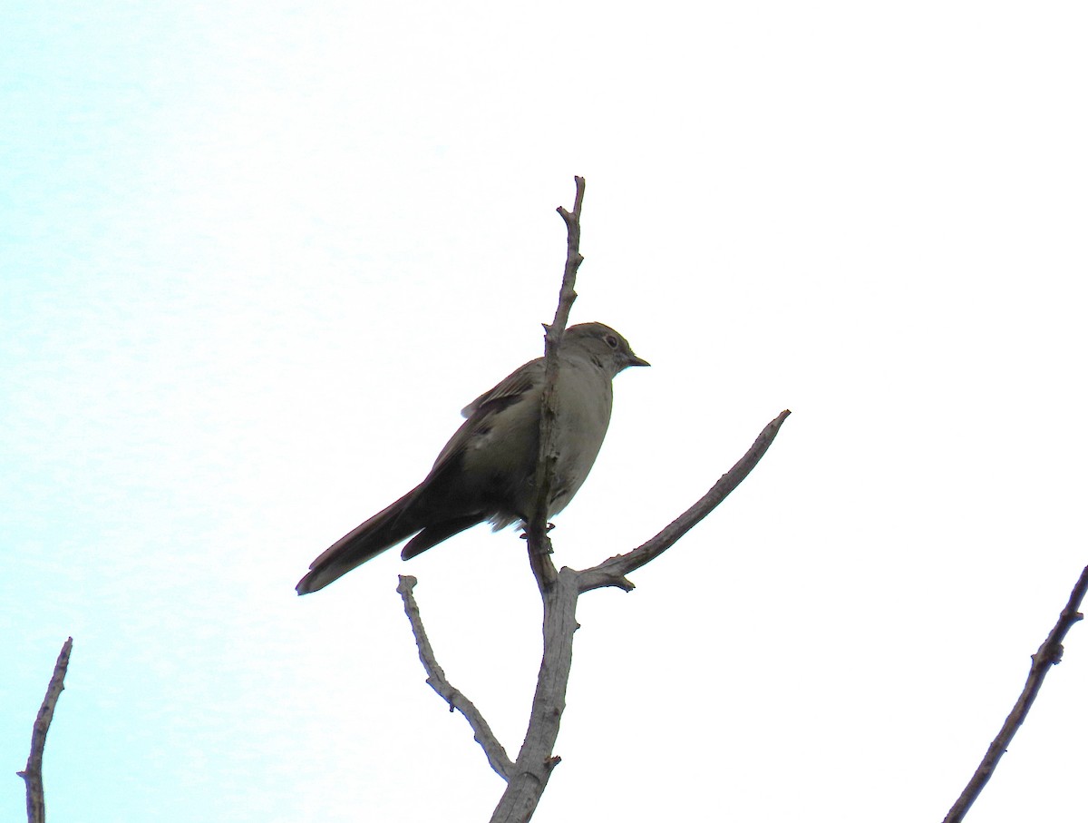 Townsend's Solitaire - ML642727502