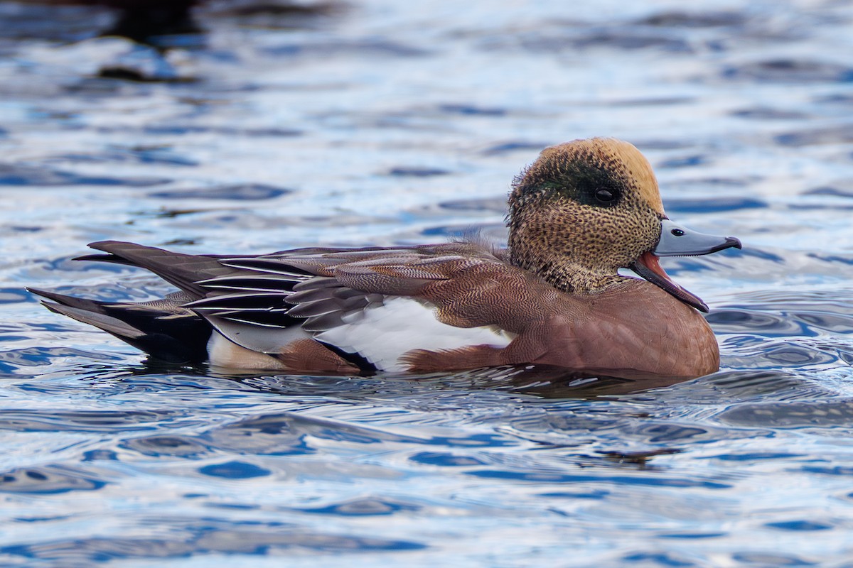 American Wigeon - ML642727503