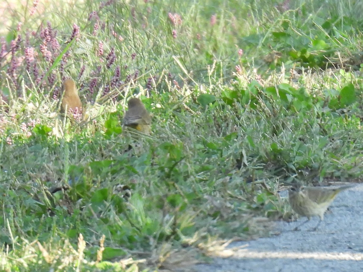 Paruline à couronne rousse - ML642727508