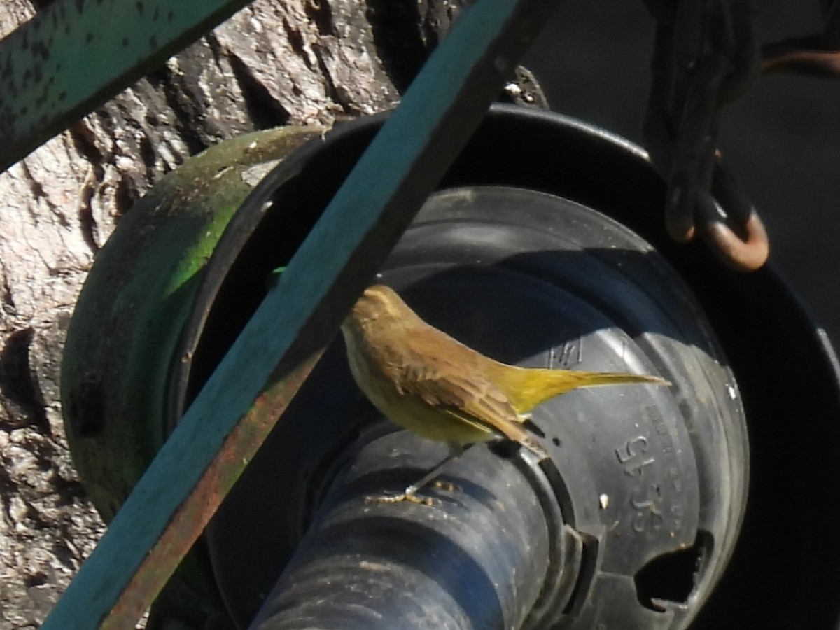 Paruline à couronne rousse - ML642727514