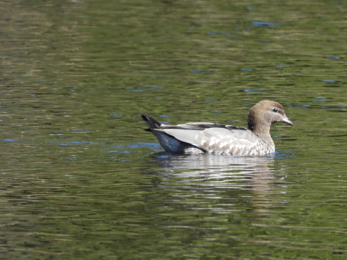 Maned Duck - ML642727517