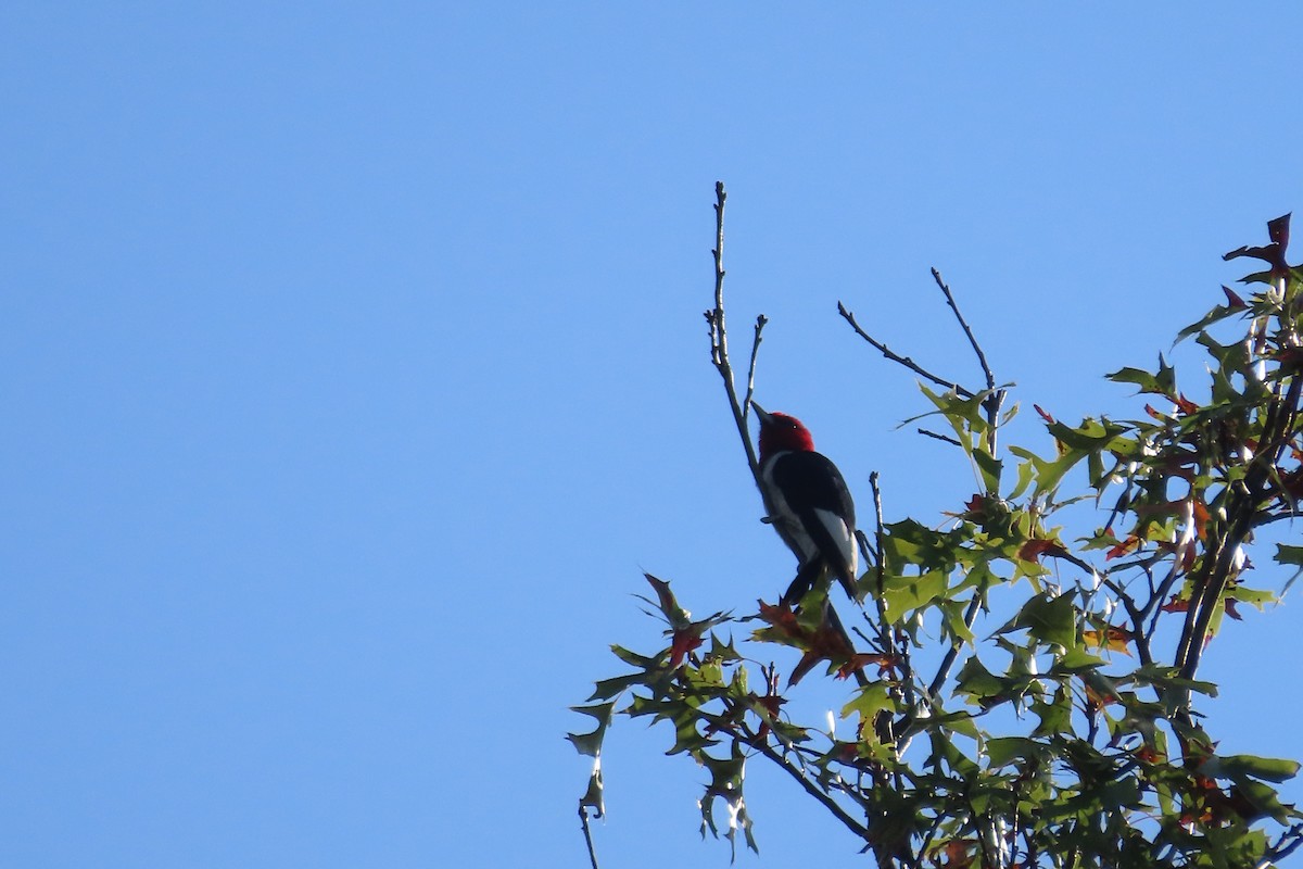 Red-headed Woodpecker - ML642727544