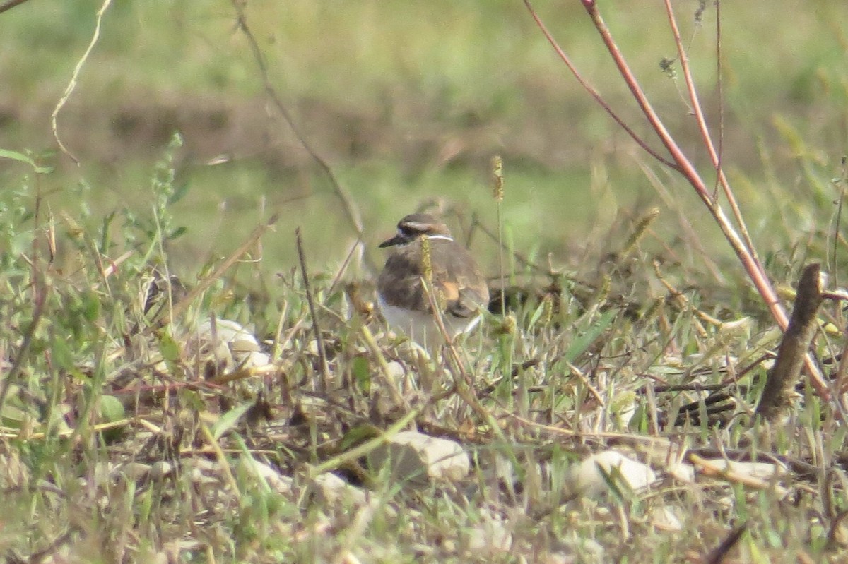 Killdeer - ML642727570