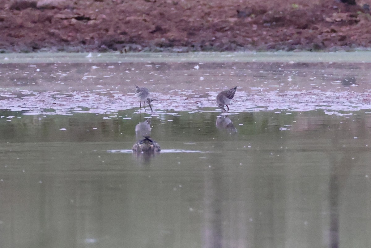 Stilt Sandpiper - ML642727575