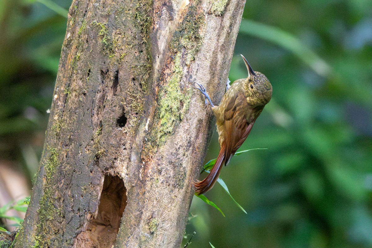 Spotted Woodcreeper - ML642727578