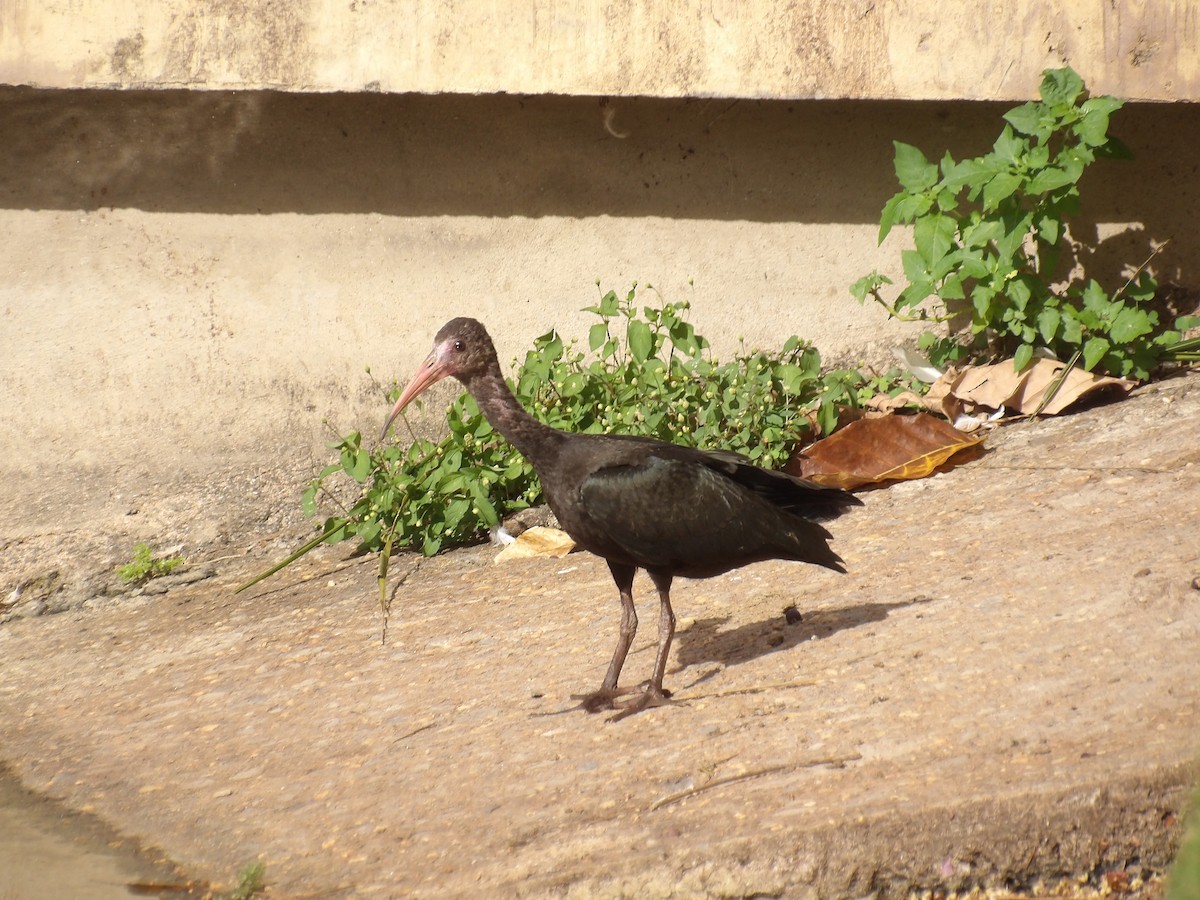 Bare-faced Ibis - ML642727598