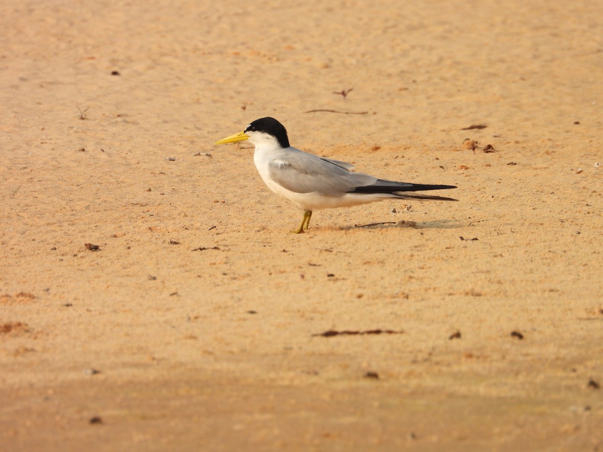 Yellow-billed Tern - ML642727602