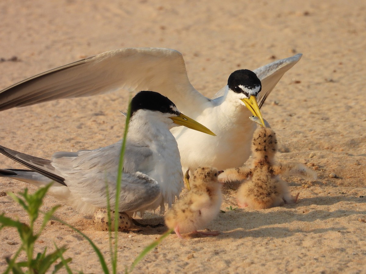 Yellow-billed Tern - ML642727603