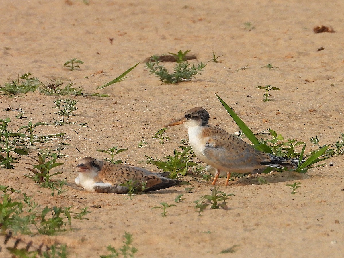 Yellow-billed Tern - ML642727604