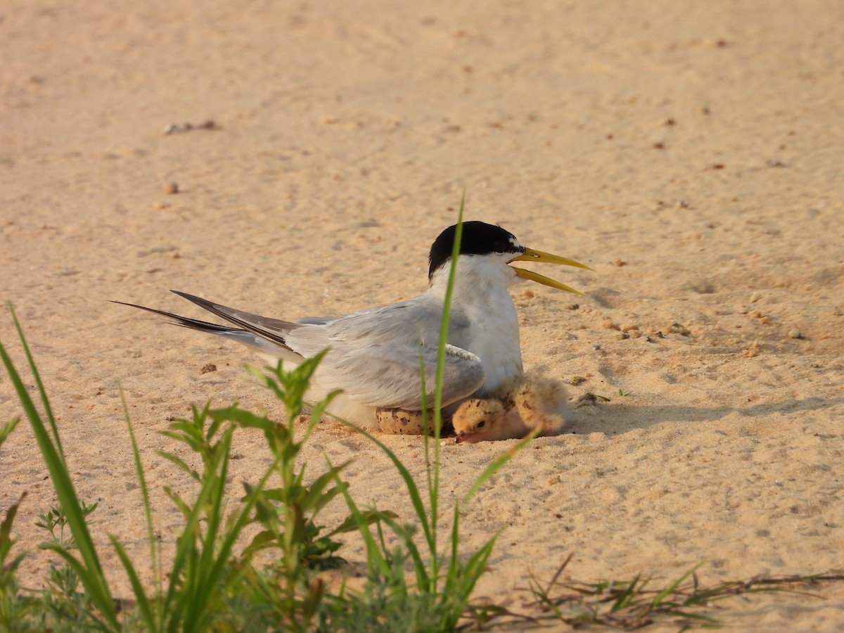 Yellow-billed Tern - ML642727606