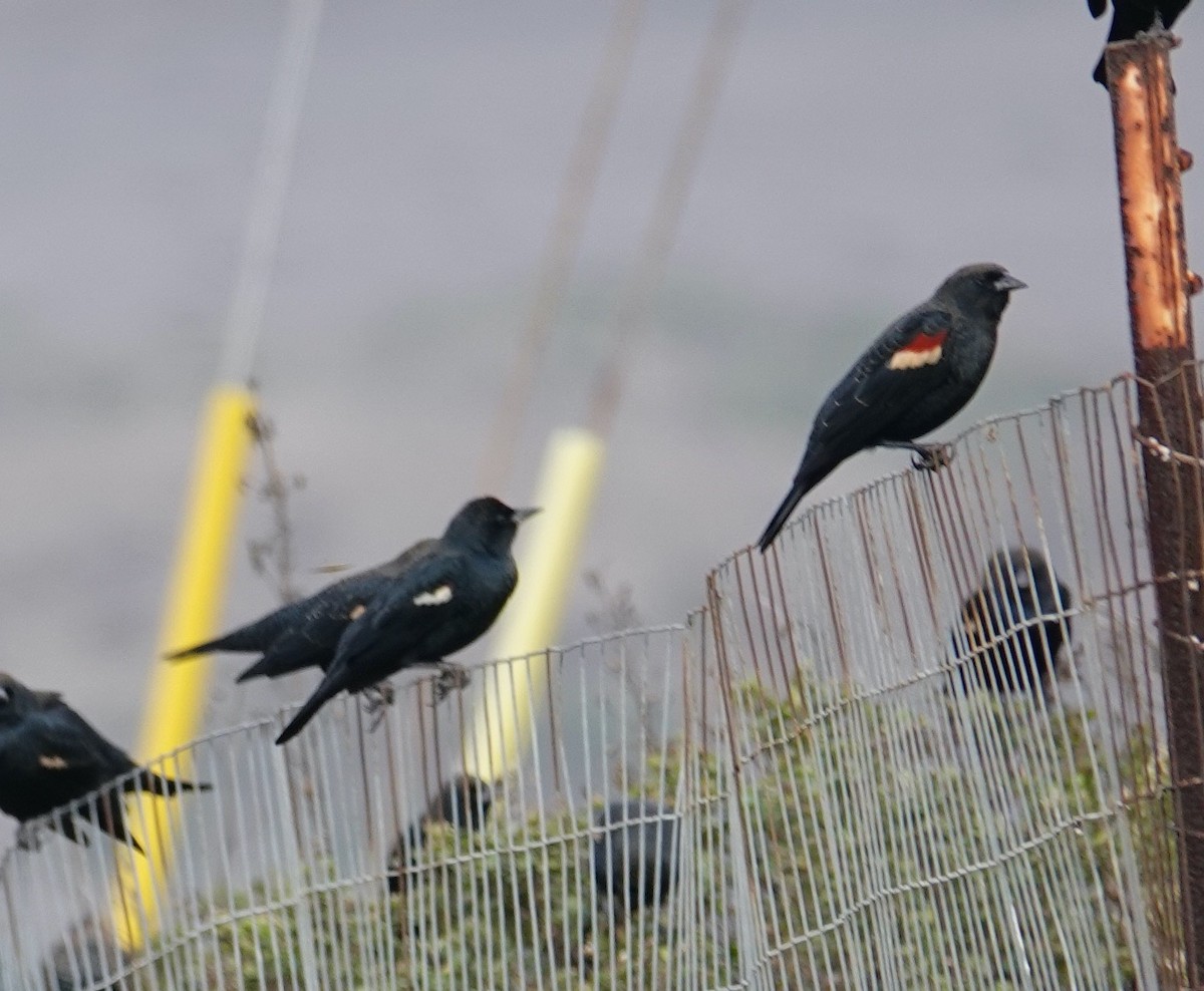 Tricolored Blackbird - ML642727608