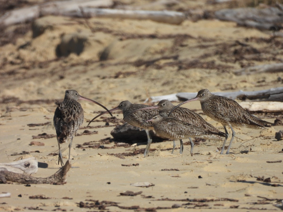 Whimbrel (Siberian) - ML642727610